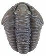 Flexicalymene Trilobite Free Of Rock - Ohio #57843-1